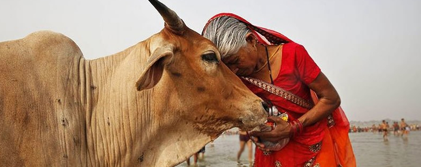 Holy Cows, ‘Unclean’ Indians