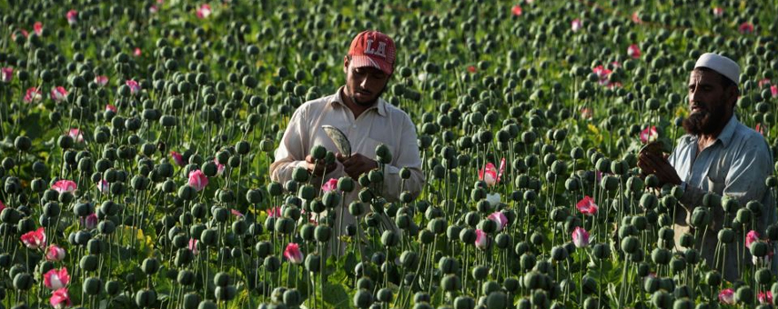 Afghanistan’s Opium Cultivation Jumps 10 Percent In 2016