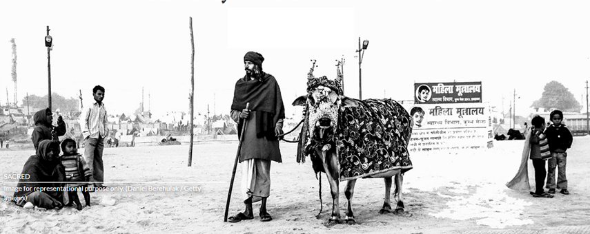 The holy cows of Uttar Pradesh
