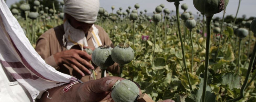 UN: Afghan Opium Production Increases As Eradication Collapses