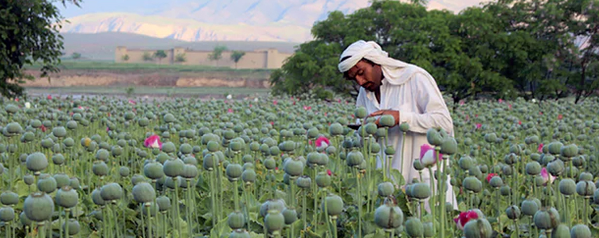 America Risks Losing The War On Terror In Afghanistan Unless It Legalizes The Opium Trade